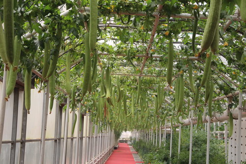 港澳媒體行采訪團參觀壽光市蔬菜高科技示范園