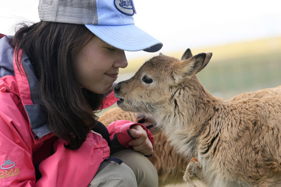 可可西里自然保護區加強對藏羚羊的保護