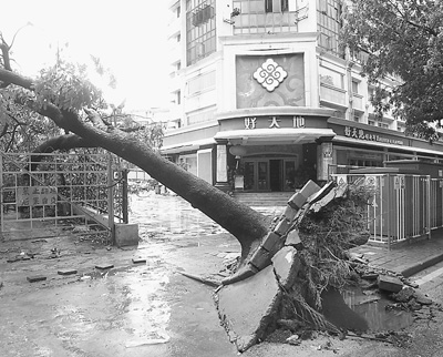 一場臺風 一河之隔 深港樹木損傷為何相差懸殊
