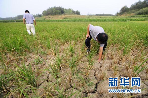 編鐘故里湖北隨州遭遇60年一遇特大干旱(圖)