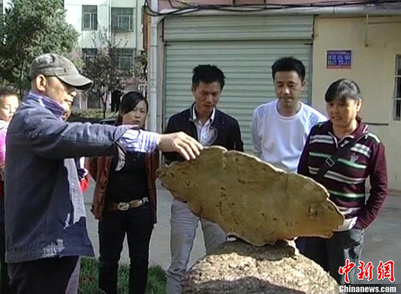 江西藥農采到重逾4公斤野生特大靈芝