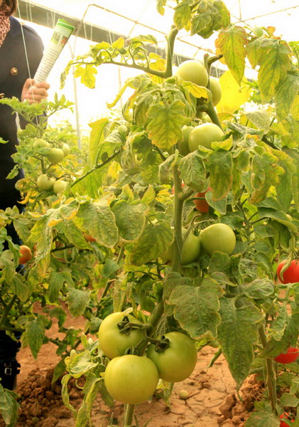 生態農業，生態運城