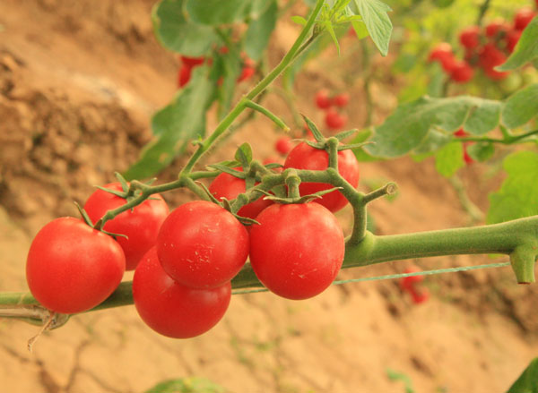 生態農業，生態運城