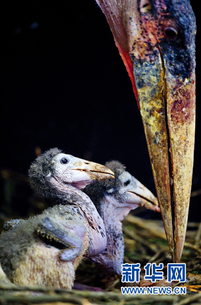 年終盤點：2012年出生的動物