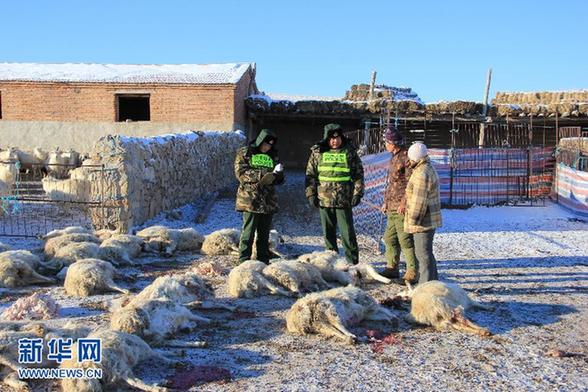 野狼都餓瘋了——內蒙古狼患背后的生態困局