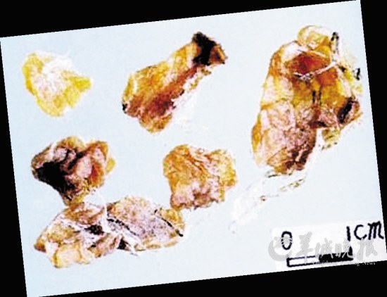 盤點(diǎn)動物糞便的奇妙用途