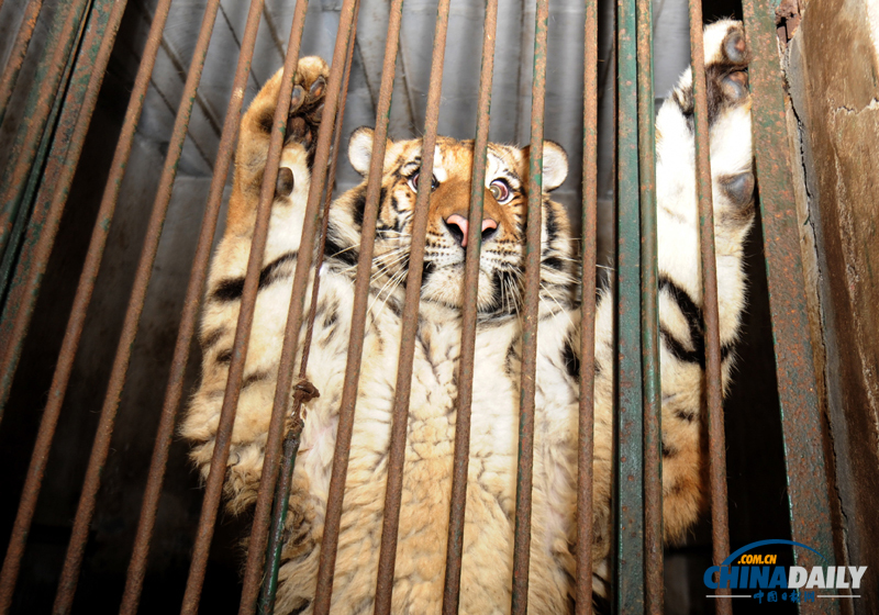 成都動物園猛獸搬家 麻醉后吐舌“賣萌”