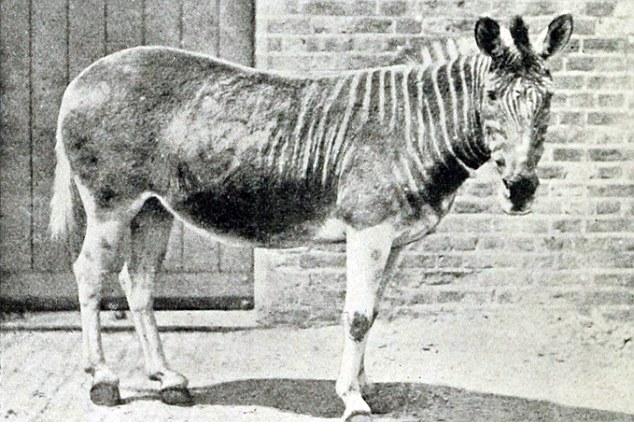 科學(xué)家有望復(fù)活24種滅絕動物 