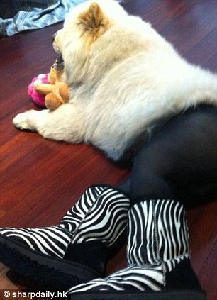 中國狗狗秀性感絲襪照引英媒關(guān)注