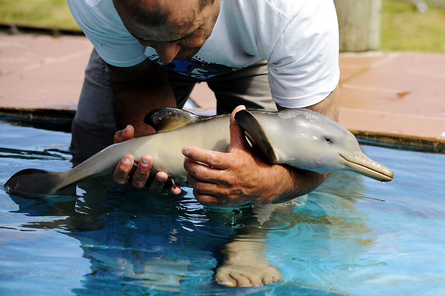 小動物幼稚園也過兒童節 超級萌物排排坐