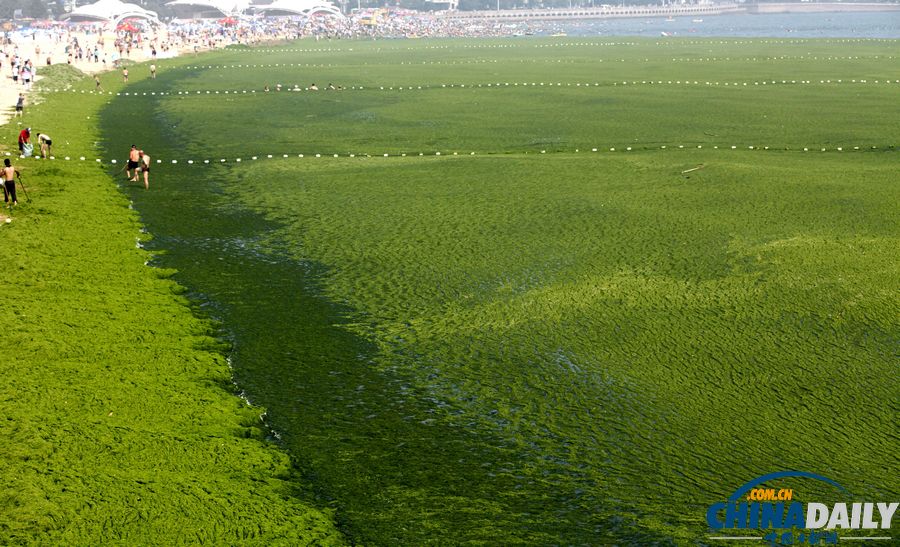 青島迎入夏最大規模滸苔登陸
