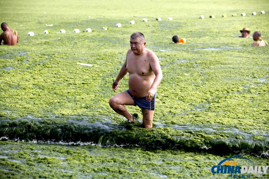 青島迎入夏最大規模滸苔登陸