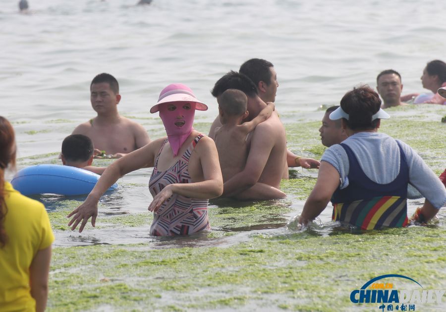 青島迎入夏最大規模滸苔登陸