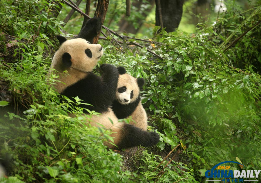 《中國日報》一周圖片精選：7月13日—7月19日