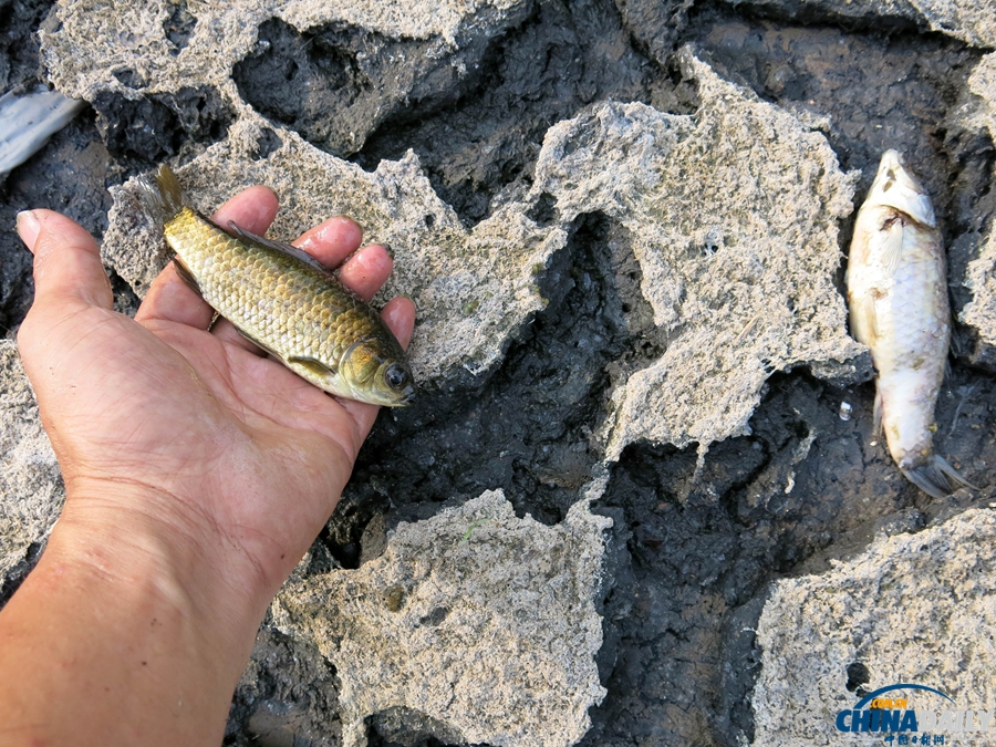 重慶：高溫持續 水庫干涸死魚被烤熟
