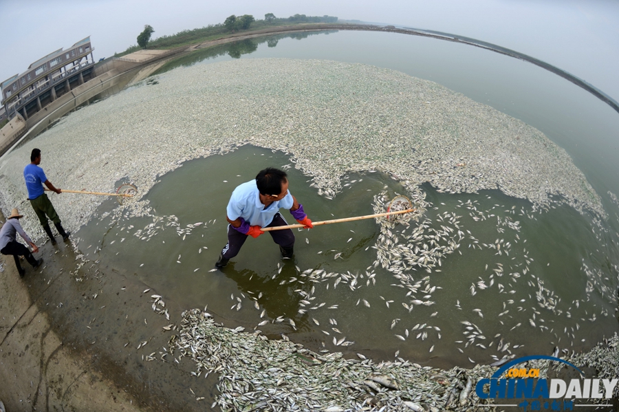 湖北武漢：府河40公里水道泛起成片死魚
