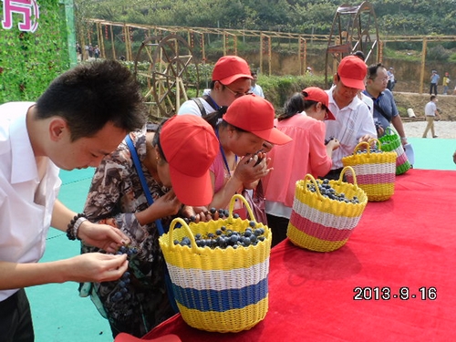 中方首屆刺葡萄節開幕 游客比賽吃葡萄(圖)