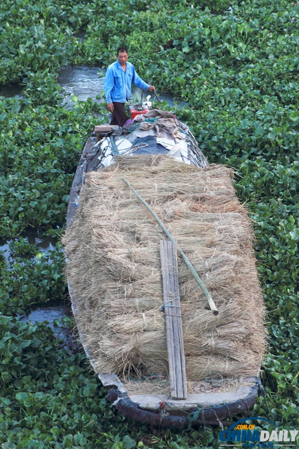浙江紹興：百余畝水葫蘆封堵杭甬大運河