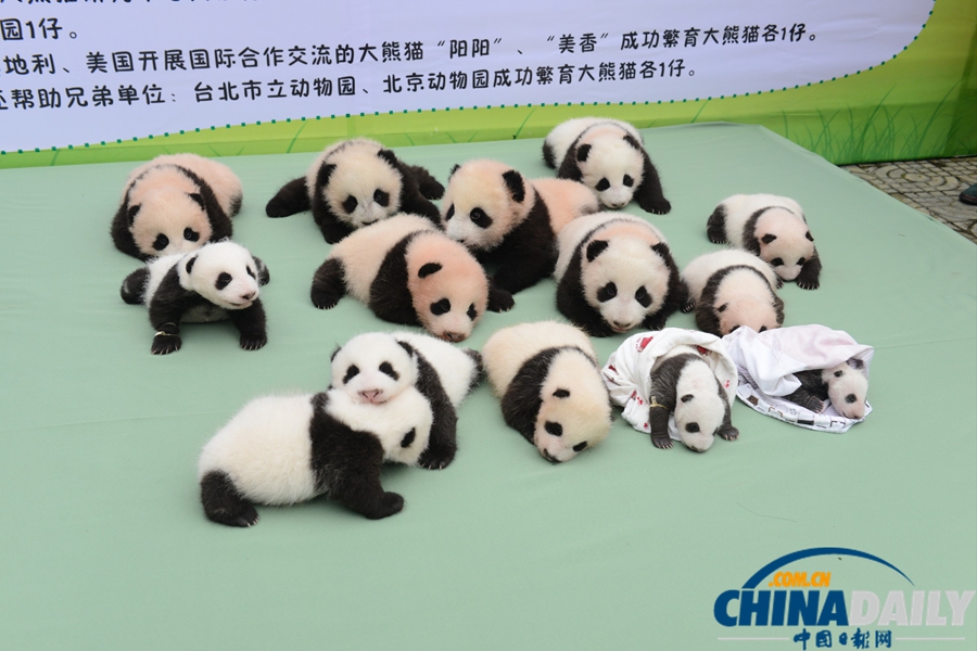 2013中國保護大熊貓研究中心熊貓寶寶集體亮相