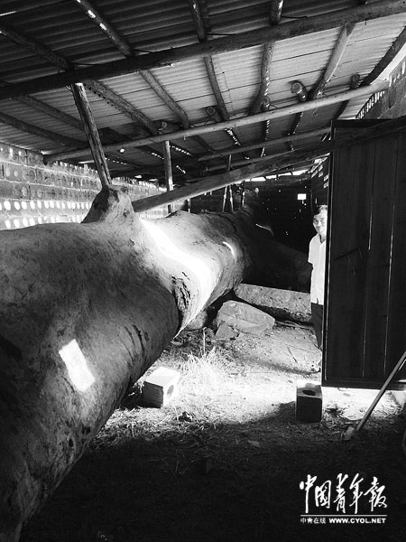 江西修水:“疑似烏木”官民相爭背后的躁動