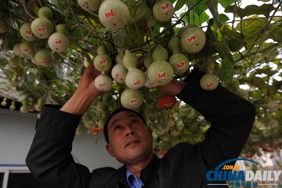 北京葫蘆藤結(jié)葫蘆超600個 欲申報吉尼斯紀(jì)錄