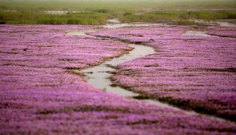 中國最大淡水湖提前枯水變成花海草原