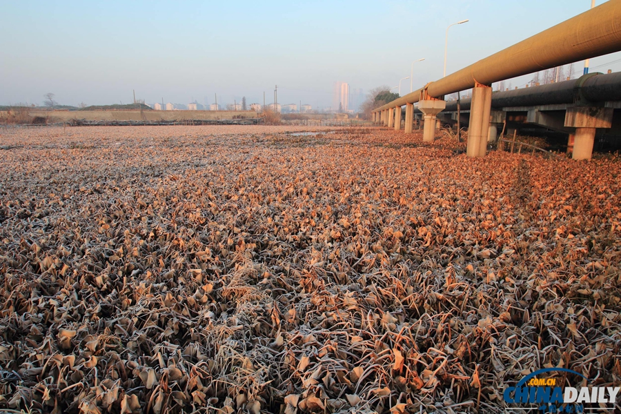 水葫蘆殘體飄蕩浙江紹興市區河道