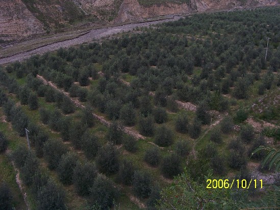中國油橄欖產業甘肅武都一枝獨秀