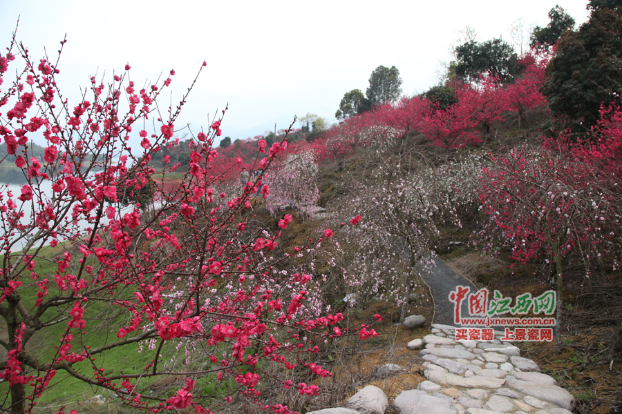 “第六屆全國網(wǎng)絡(luò)媒體江西游”采訪團(tuán)暢游桃花島