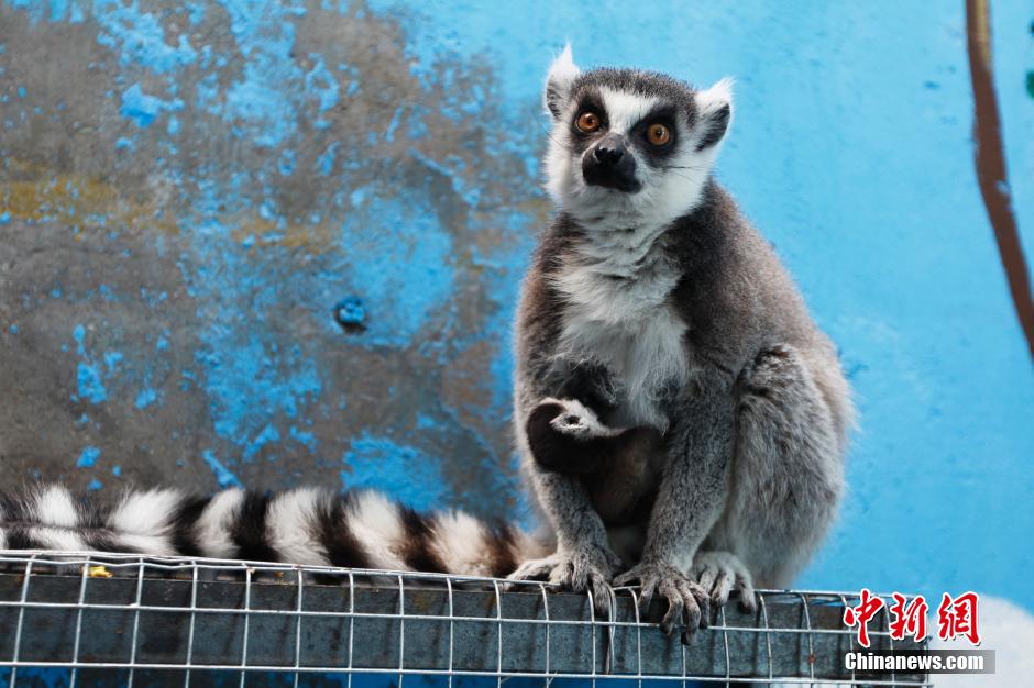 非洲環(huán)尾狐猴首次青藏高原產(chǎn)仔