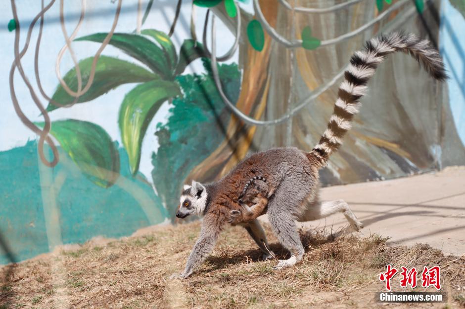 非洲環尾狐猴首次青藏高原產仔