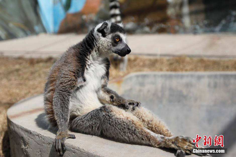 非洲環尾狐猴首次青藏高原產仔