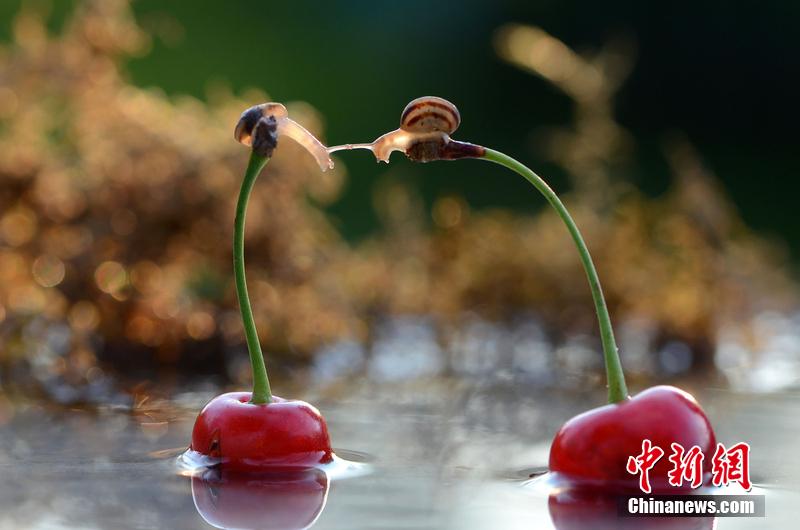 死了都要愛 烏克蘭兩只蝸牛上演“艱難之吻”