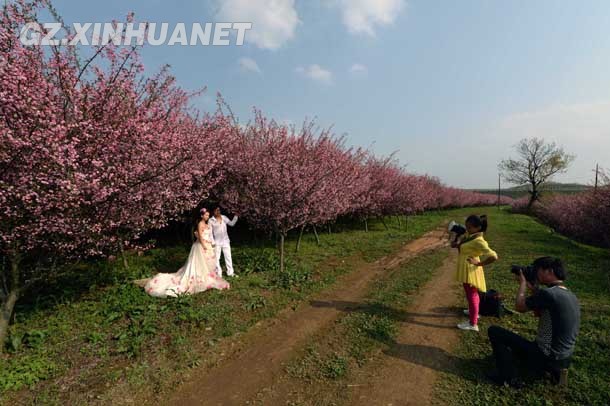 陽春三月 清鎮多彩花海醉游客
