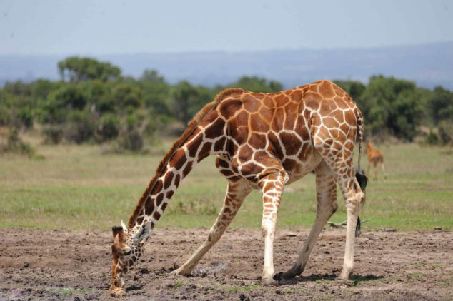 長頸鹿飲水猛抬頭 小鳥被甩空中