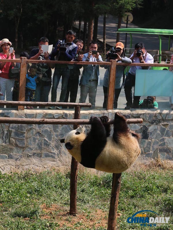 云南唯一大熊貓情緒低落 動物園想盡辦法為其找樂