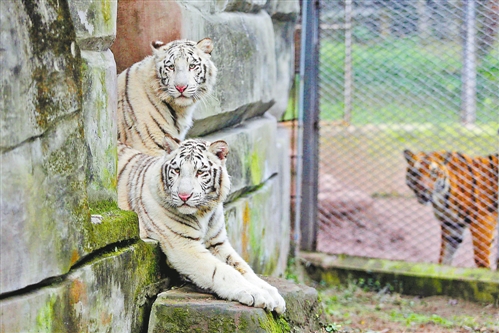重慶動(dòng)物園來(lái)了兩只白老虎 快去給它倆取個(gè)名吧!