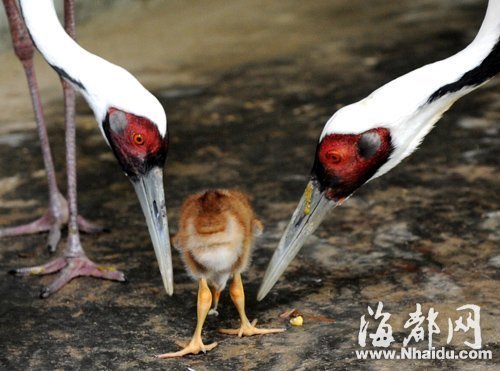 二級瀕危保護(hù)動物白枕鶴 首次在閩孵化成功(圖)