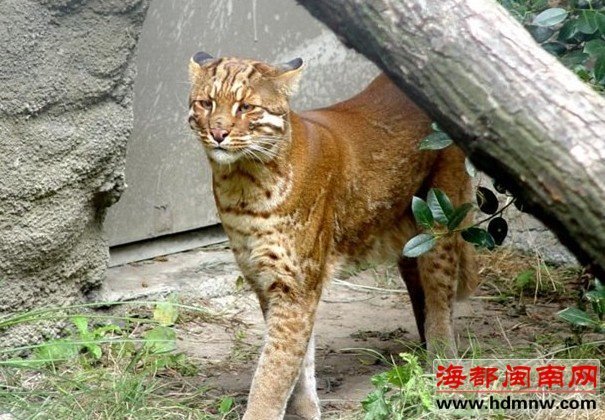 安溪蓬萊鎮有虎出沒？或許是二級保護動物金貓!