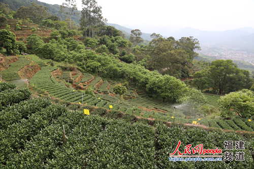 安溪全力打造宜居宜業宜商宜游的現代山水茶都