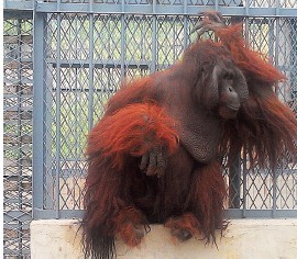 獨(dú)家揭秘臺(tái)灣紅毛猩猩大陸新生活