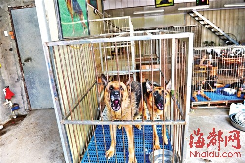 榕市場公開叫賣禁養的烈性犬 呼吁對養犬管理立法