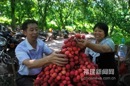 福建岵山晚荔迎來(lái)豐收季