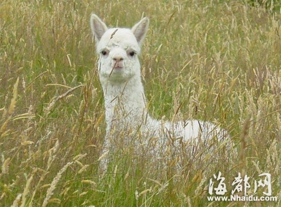 25只羊駝將組成全國(guó)最大“神獸”團(tuán)來(lái)廈賣萌