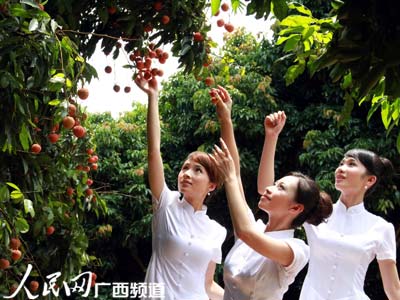 廣西靈山吸引近20萬游客前來品嘗荔枝