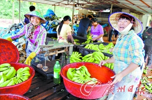 海南香蕉賤過白菜 蕉農(nóng)痛砍蕉樹用香蕉喂豬