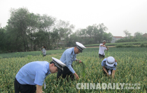 邯鄲雞澤交警下地“打蒜薹”扎實開展“兩學一做”活動
