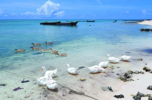 探秘西沙群島:旅游開發以郵輪為主、空中為輔