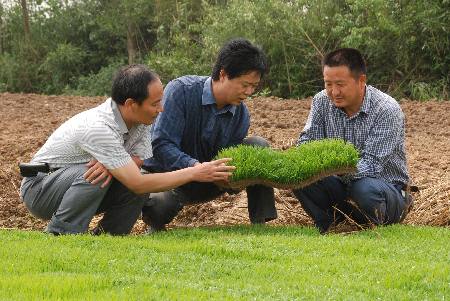 河南潢川：大力發展“秈改粳”工程