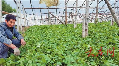 黑龍江肇源遭大風(fēng)襲擊風(fēng)力超10級 損失超千萬元